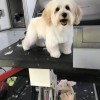 Ruff Life Mobile Pet Spaw