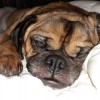 Pawfect Love Pet Care