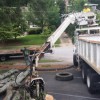 Any Tree Removed