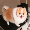 CleanPaws