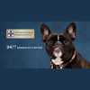Affiliated Veterinary Emergency Service