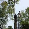 BLH Tree Service