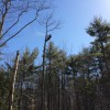 Donovan Tree Removal