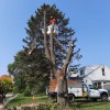 Hauser Tree Care