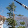 Markham Tree Service