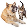 Brookview Animal Hospital
