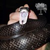 Nuisance Wildlife-Animal Removal