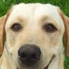 Barry's Dogs