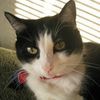Trixie Pet Care