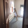 PupVille Doggy Daycare