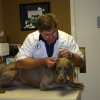 Whitlow William C III DVM