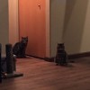 Paws 'n Go