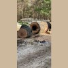 Rayal Tree Care