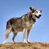 Sandy's Pet Care