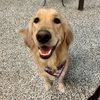 Happy Dog Hotel & Spa
