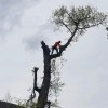 TSH Tree Service
