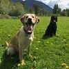 Salish Veterinary Hospital