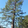 Willy's Tree Service