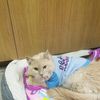 Lincoln County Animal Hospital