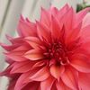 Melinda's Flower Shop