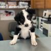 Country Animal Hospital