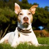 Palo Alto Pet Care