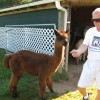 Alpaca Dreams