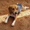 Camp Happy Hound