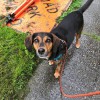 Leashed Seattle