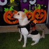 Four Paws Pet Resort