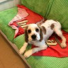 Hatteras Island Pet Resort