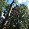 Above & Beyond Tree Service