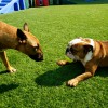 Barktown
