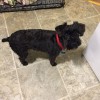 Bowzars B & B Pet Grooming