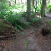 Pathways To Transcendence