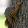 Tree Service Frisco