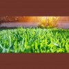Yard Boys Total Landscaping