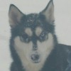 Camelot Kennels