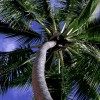 Tropic Property Consulting