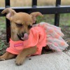 Pet Check Animal Clinics