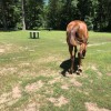 Clover Meadow Winery & White Wolf Distillery