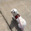 Kelly's Pet Sitting
