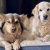 Pawsitively Native