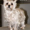 IndysDogs