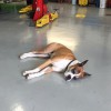 Diesel Worx