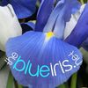 The Blue Iris