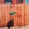 Murphys Painting