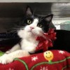 Alta Loma Animal Hospital