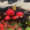 Ramona Oaks RV Resort