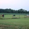 Thunder Mountain Stables